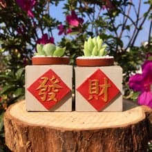 送包裝 交換禮物 發財組 磁鐵盆栽 送多肉