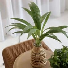 水培植栽│蒲葵_室內植物 辦公室盆栽 店內擺設