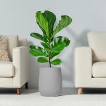 琴葉榕水泥盆栽 大盆栽 直條紋岩灰圓盆 落地盆栽禮 北歐極簡植栽