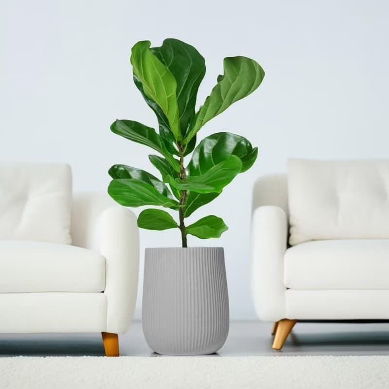 琴葉榕水泥盆栽 大盆栽 直條紋岩灰圓盆 落地盆栽禮 北歐極簡植栽