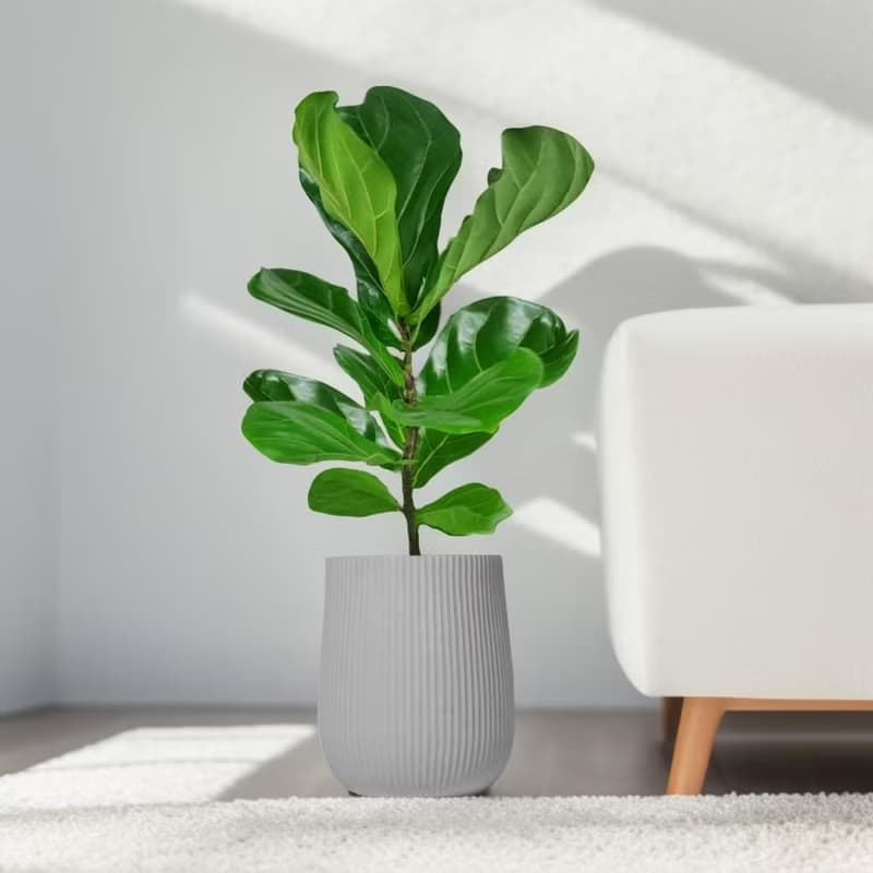 琴葉榕水泥盆栽 大盆栽 直條紋岩灰圓盆 落地盆栽禮 北歐極簡植栽