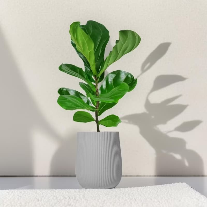 琴葉榕水泥盆栽 大盆栽 直條紋岩灰圓盆 落地盆栽禮 北歐極簡植栽