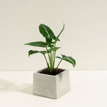 絨葉合果芋│泥作系列│福所栽