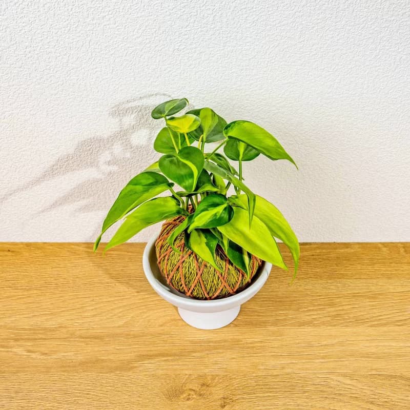 苔球植物 斑葉心葉蔓綠絨黃綠苔球加磨砂高腳缽 苔球 苔玉 禮物