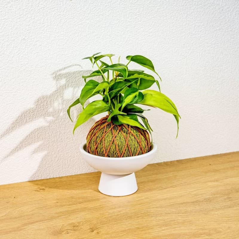 苔球植物 斑葉心葉蔓綠絨黃綠苔球加磨砂高腳缽 苔球 苔玉 禮物