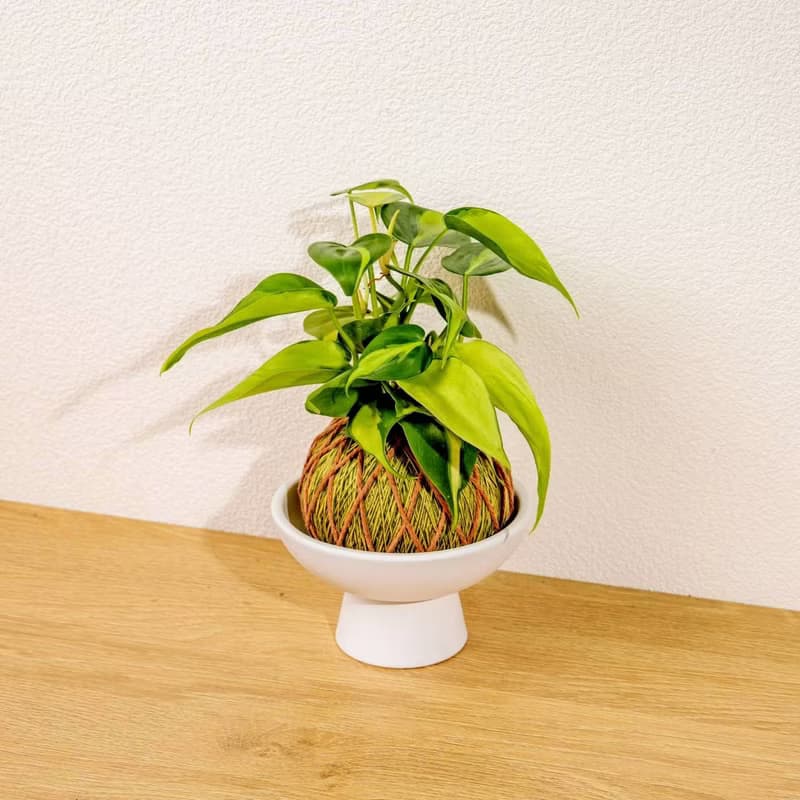苔球植物 斑葉心葉蔓綠絨黃綠苔球加磨砂高腳缽 苔球 苔玉 禮物