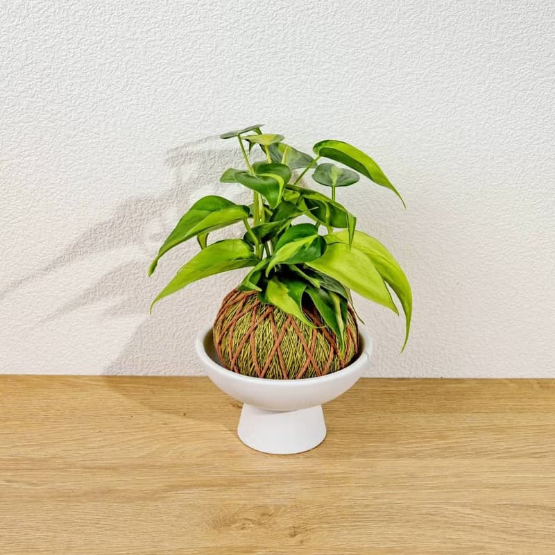 苔球植物 斑葉心葉蔓綠絨黃綠苔球加磨砂高腳缽 苔球 苔玉 禮物