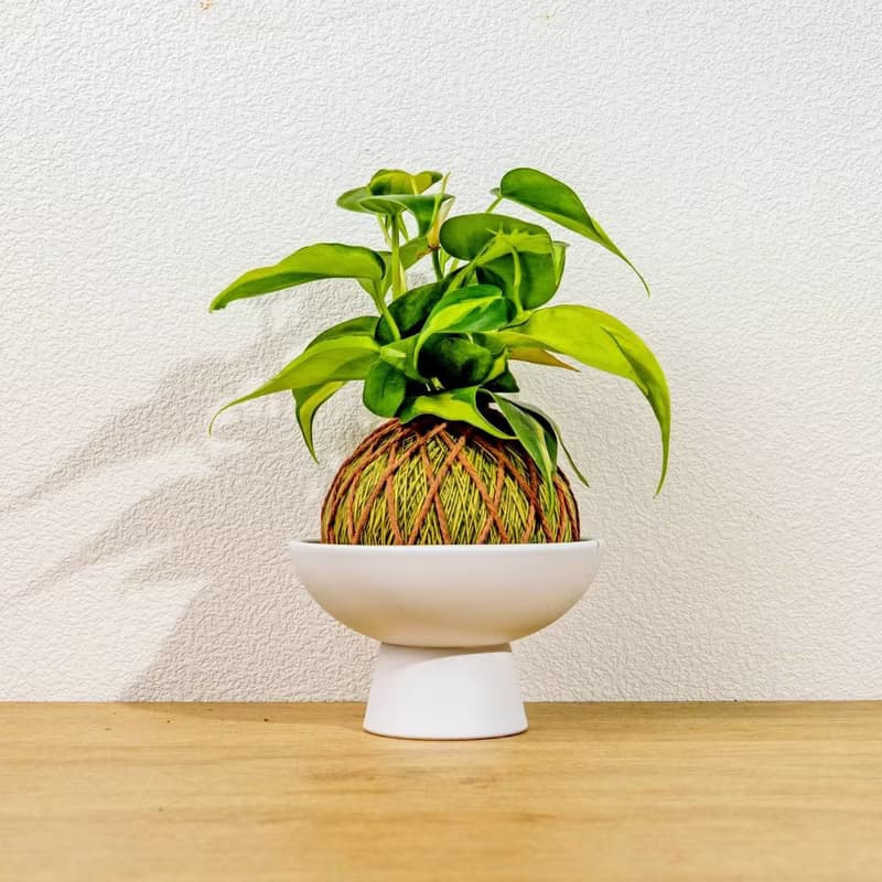 苔球植物 斑葉心葉蔓綠絨黃綠苔球加磨砂高腳缽 苔球 苔玉 禮物