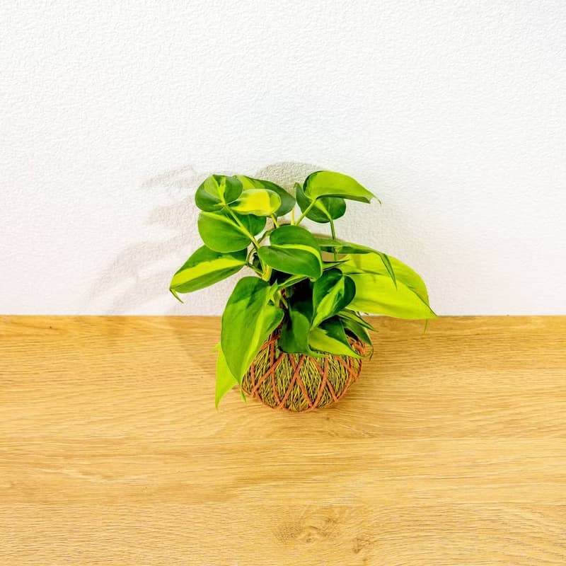苔球植物 斑葉心葉蔓綠絨黃綠苔球加磨砂高腳缽 苔球 苔玉 禮物