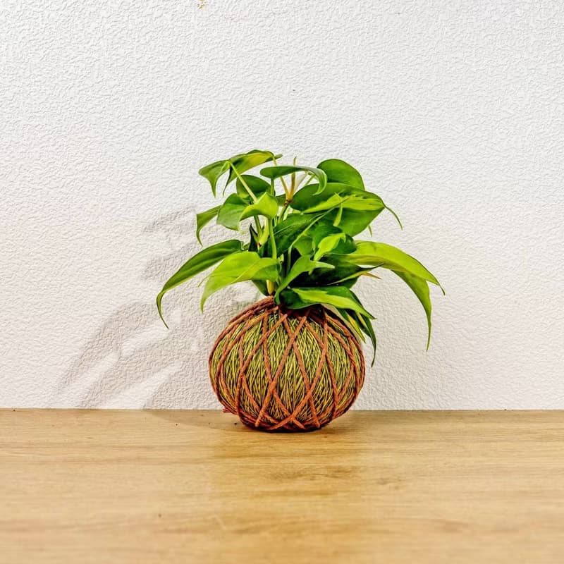 苔球植物 斑葉心葉蔓綠絨黃綠苔球加磨砂高腳缽 苔球 苔玉 禮物