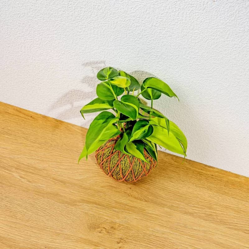 苔球植物 斑葉心葉蔓綠絨黃綠苔球加磨砂高腳缽 苔球 苔玉 禮物