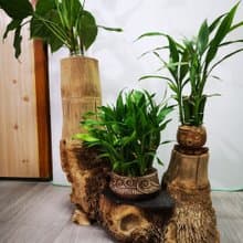 -雙樹頭- 花架 花座 展示架 盆栽架 多肉植物 木頭擺飾