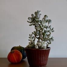 棗紅簡約直紋_陶器花器盆栽