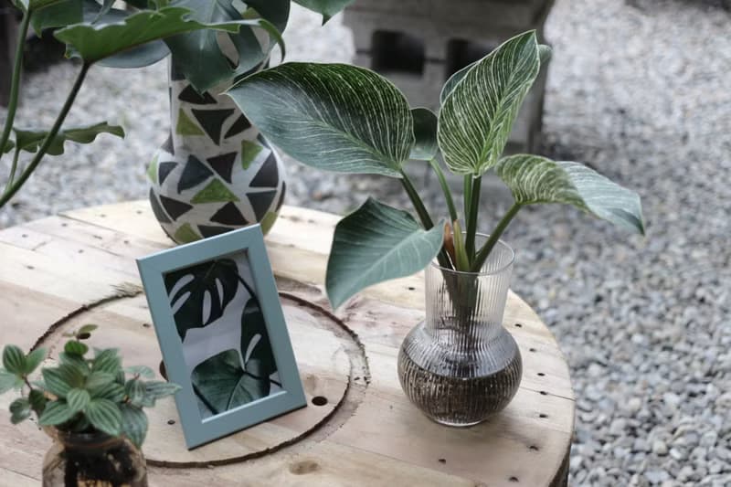 水培植栽│柏金蔓綠絨_室內植物 辦公室盆栽 店內布置 送禮