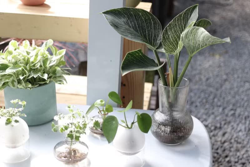 水培植栽│柏金蔓綠絨_室內植物 辦公室盆栽 店內布置 送禮