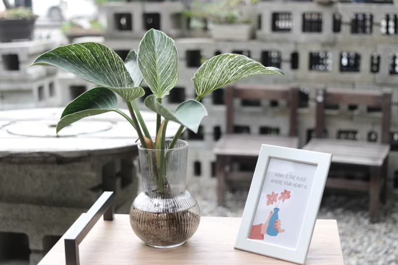 水培植栽│柏金蔓綠絨_室內植物 辦公室盆栽 店內布置 送禮