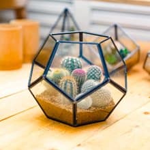 足球建築多肉植物  禮物開幕賀禮