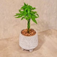 馬拉巴栗 小樹葉紋 水泥盆栽 桌上盆栽 開幕送禮 喬遷禮物