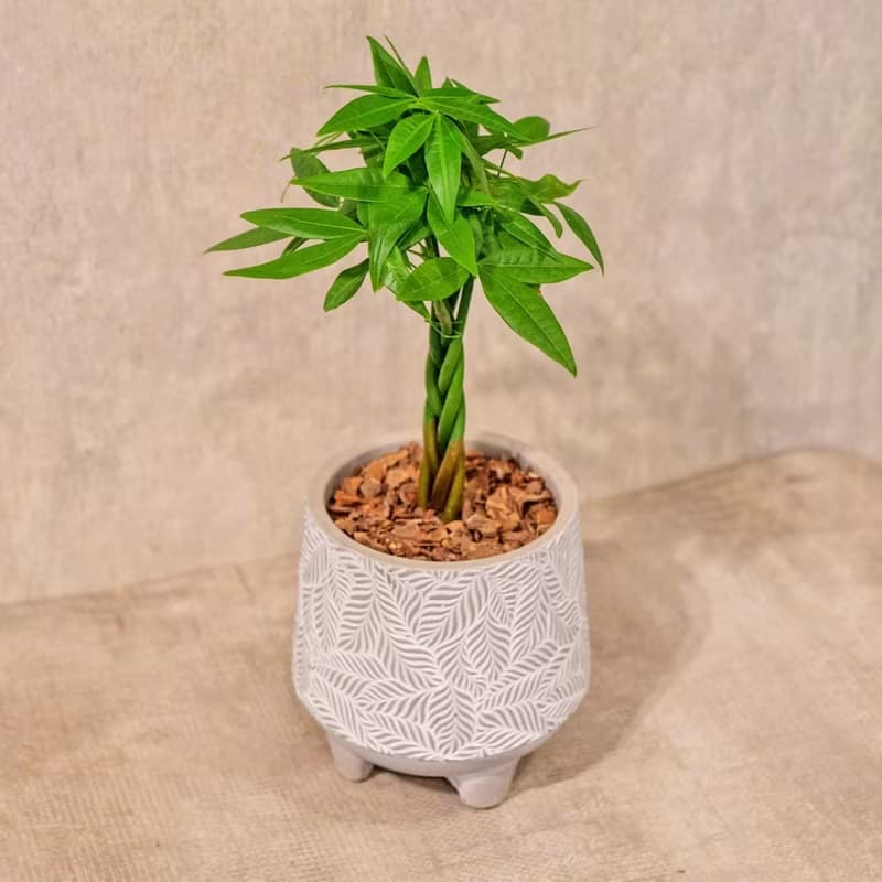 馬拉巴栗 小樹葉紋 水泥盆栽 桌上盆栽 開幕送禮 喬遷禮物