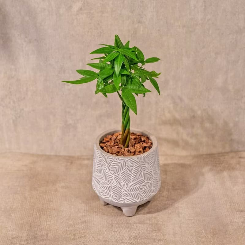 馬拉巴栗 小樹葉紋 水泥盆栽 桌上盆栽 開幕送禮 喬遷禮物