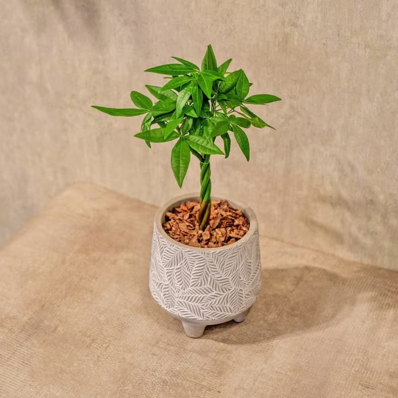 馬拉巴栗 小樹葉紋 水泥盆栽 桌上盆栽 開幕送禮 喬遷禮物