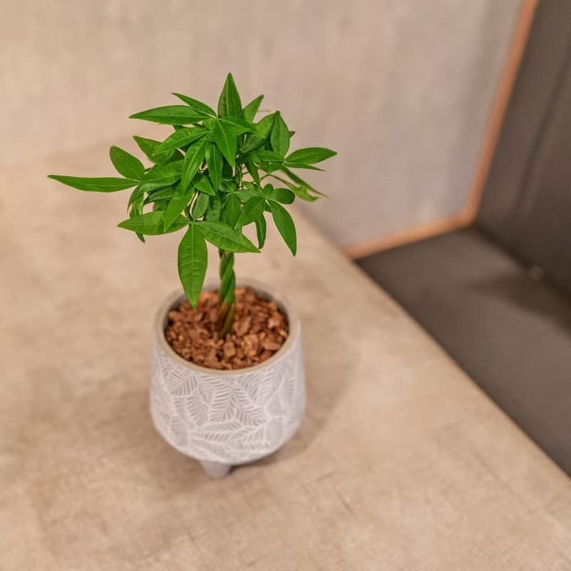 馬拉巴栗 小樹葉紋 水泥盆栽 桌上盆栽 開幕送禮 喬遷禮物