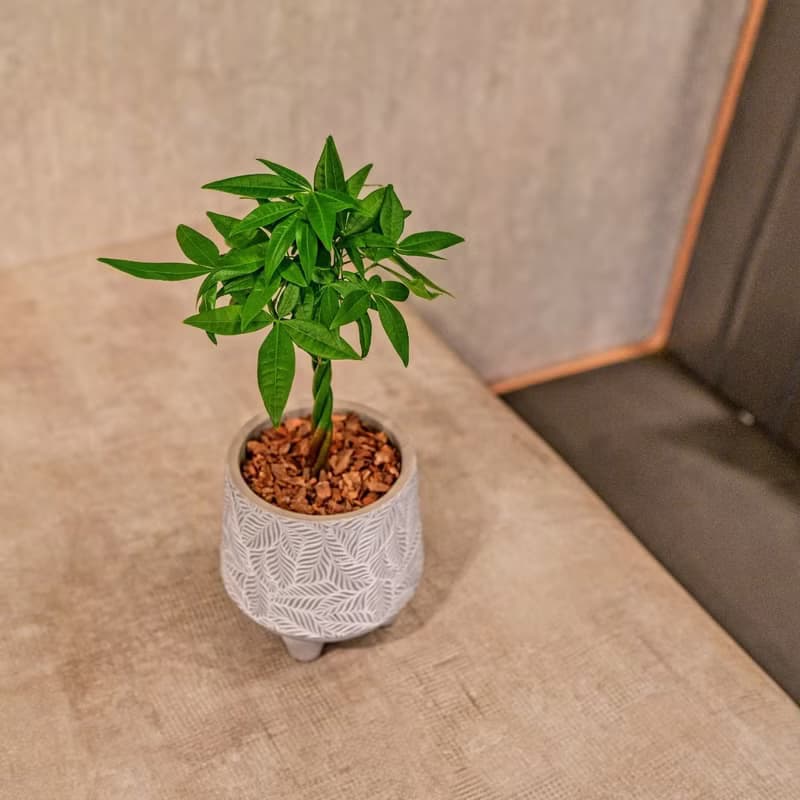 馬拉巴栗 小樹葉紋 水泥盆栽 桌上盆栽 開幕送禮 喬遷禮物
