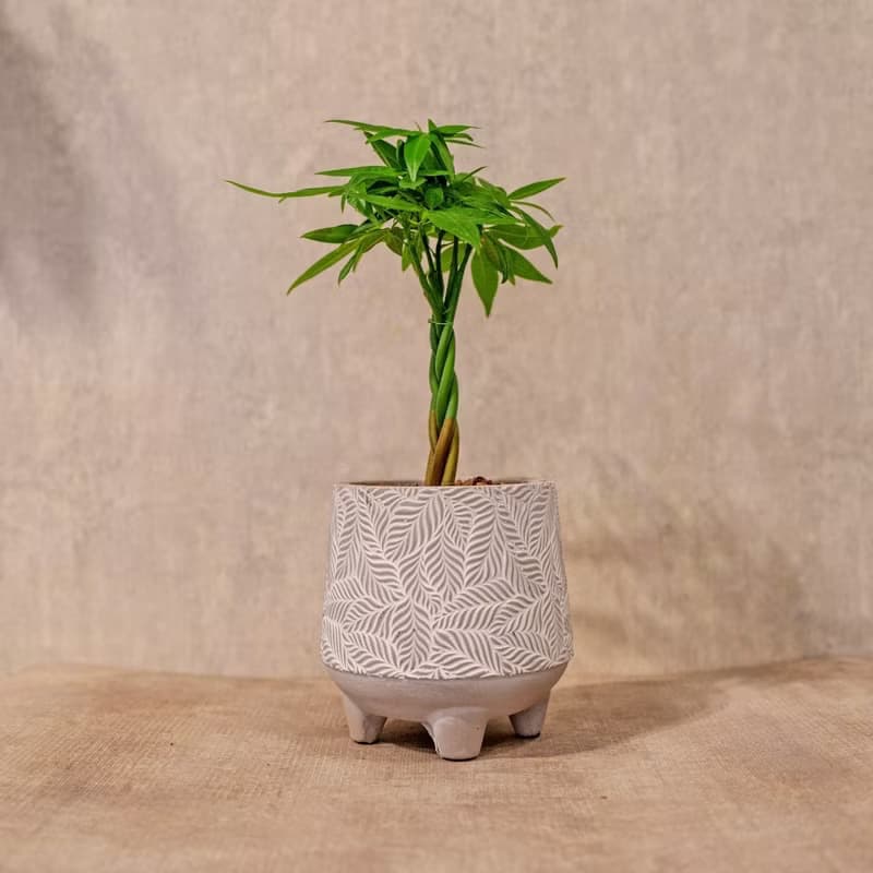 馬拉巴栗 小樹葉紋 水泥盆栽 桌上盆栽 開幕送禮 喬遷禮物