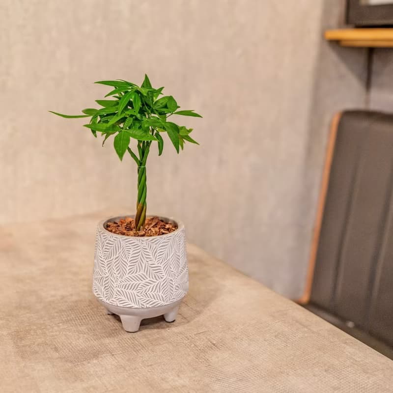 馬拉巴栗 小樹葉紋 水泥盆栽 桌上盆栽 開幕送禮 喬遷禮物