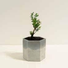 金柳│泥作系列│福所栽