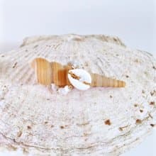 貝殼珍珠戒指 婚戒 k金 鈦鋼 醫療鋼 輕珠寶