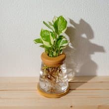 白金葛 三角水耕盆栽 室內植物 觀葉植物 禮物 水培