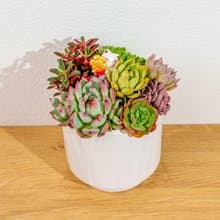 多肉組盆 小流線白陶盆 桌上型盆栽 開幕送禮 喬遷禮物 植栽 盆栽