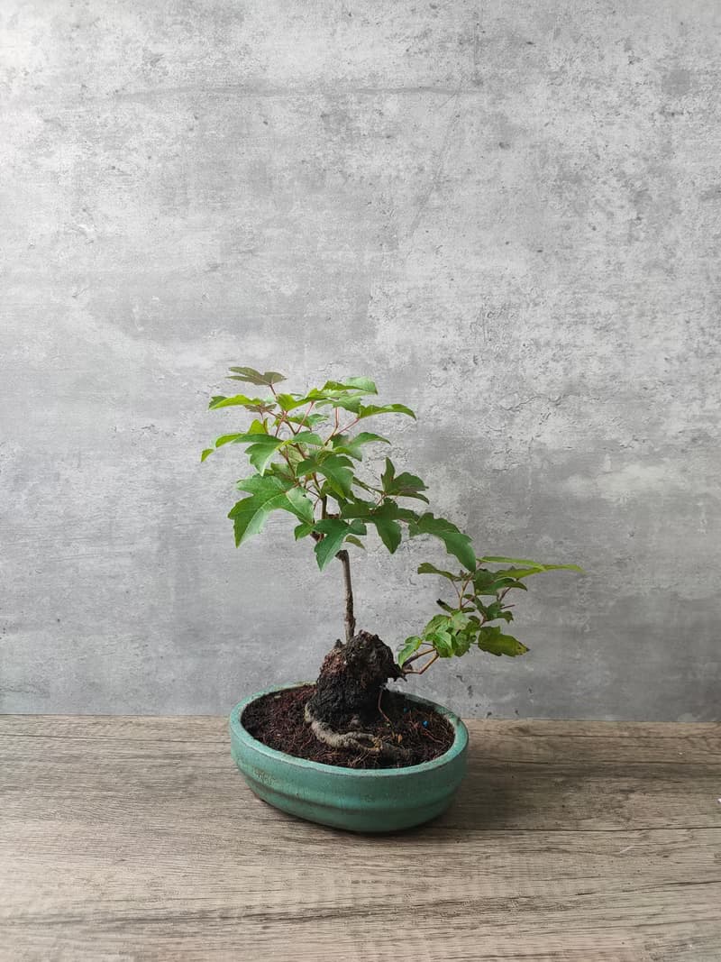盆栽楓香