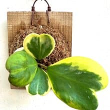 【斑葉心毬蘭】 開幕送禮  植物上板 上板植物 觀葉植物 觀葉植物