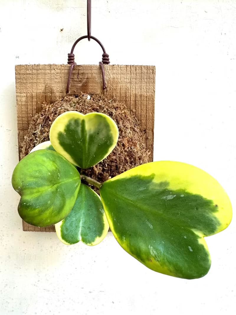 【斑葉心毬蘭】 開幕送禮  植物上板 上板植物 觀葉植物 觀葉植物