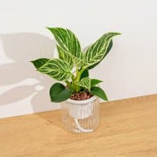 鉑金蔓綠絨 植栽 免澆水盆栽 室內植物 觀葉植物 辦公室小物