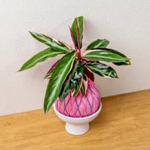 苔球植物 彩虹竹芋粉紫苔球加磨砂高腳缽 苔球 苔玉 禮物