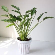 植栽 盆栽 l 奧利多蔓綠絨 大盆羅馬浮雕盆 開幕植物 強散光