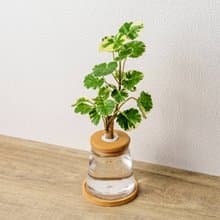 白雪福祿桐 三角水耕盆栽 室內植物 觀葉植物 禮物 水培