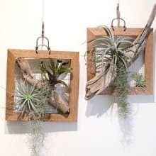 【職人體驗】漂浮植栽共生板x新竹竹北x三人成團x企業團體x文化幣