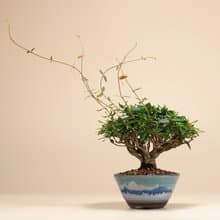 【日本植物】縮緬葛 小品盆景 居家陽台 窗台植物