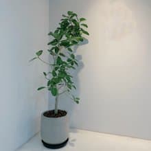 開幕送禮盆栽-富貴榕