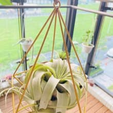 霸王空氣鳳梨  空間佈置 交換 畢業禮物(含植物)