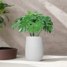 龜背芋水泥盆栽 大盆栽 直條湛白圓盆 落地盆栽禮 北歐極簡 植栽