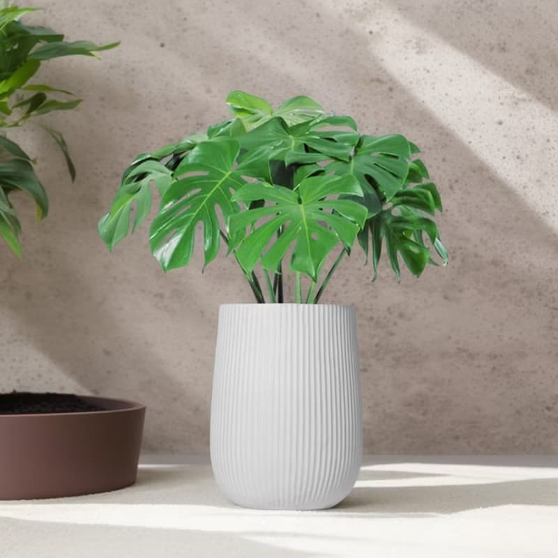 龜背芋水泥盆栽 大盆栽 直條湛白圓盆 落地盆栽禮 北歐極簡 植栽