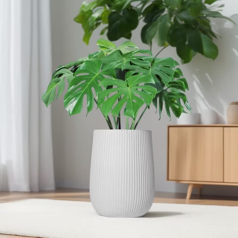 龜背芋水泥盆栽 大盆栽 直條湛白圓盆 落地盆栽禮 北歐極簡 植栽