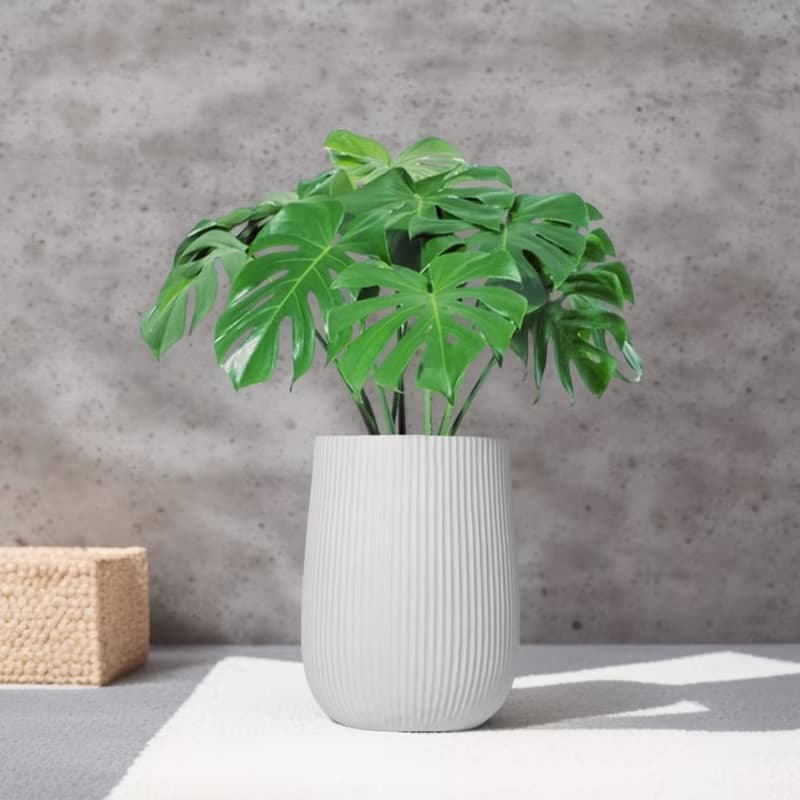 龜背芋水泥盆栽 大盆栽 直條湛白圓盆 落地盆栽禮 北歐極簡 植栽