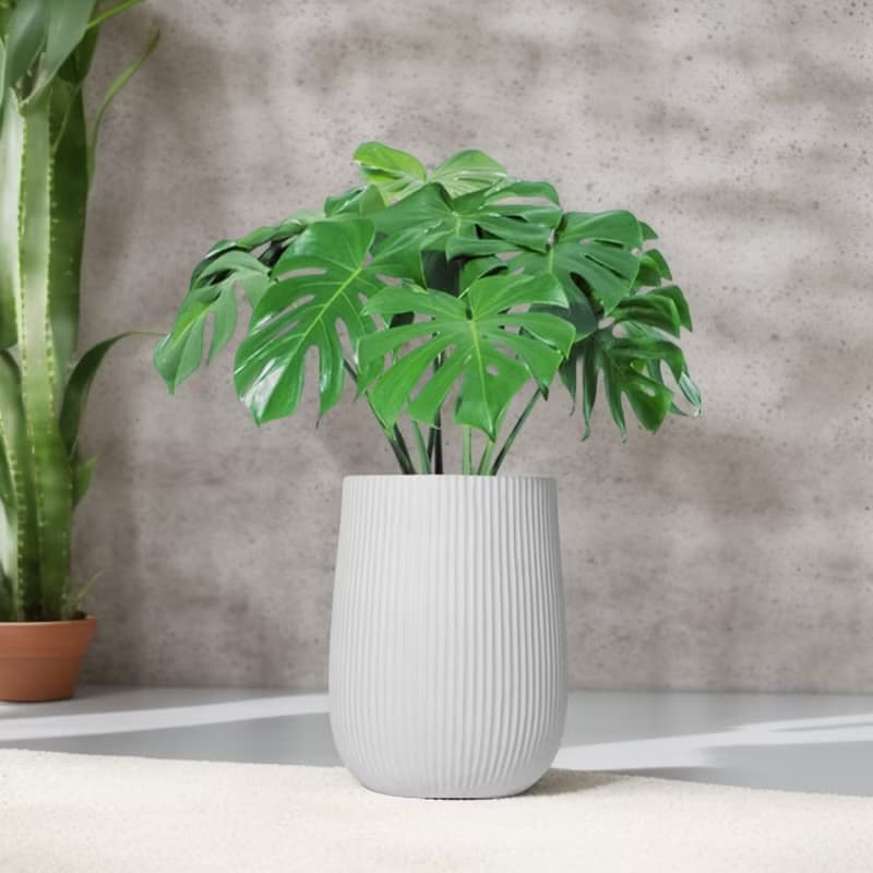 龜背芋水泥盆栽 大盆栽 直條湛白圓盆 落地盆栽禮 北歐極簡 植栽