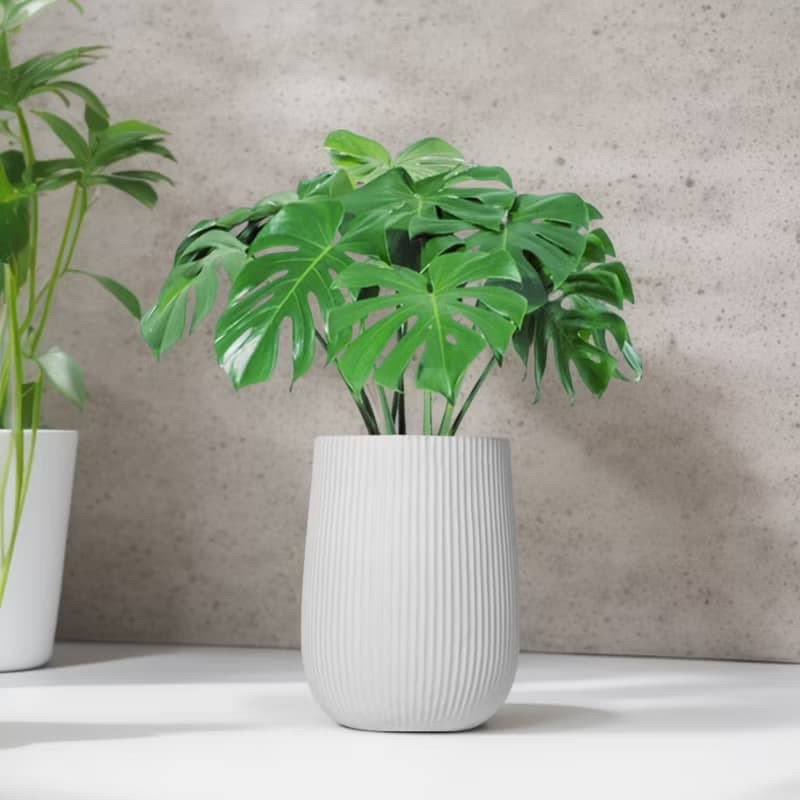 龜背芋水泥盆栽 大盆栽 直條湛白圓盆 落地盆栽禮 北歐極簡 植栽